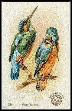 28 Kingfishers